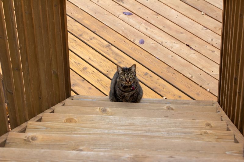 Deck Steps Repair in Kansas City, KS